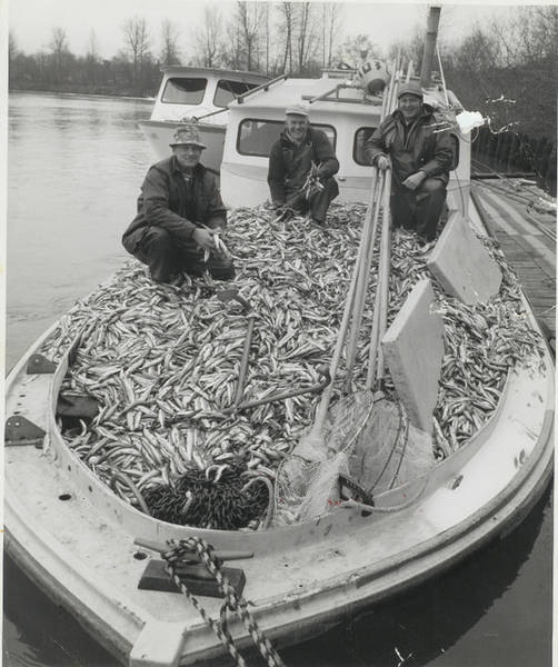 smelt slaughter.jpg